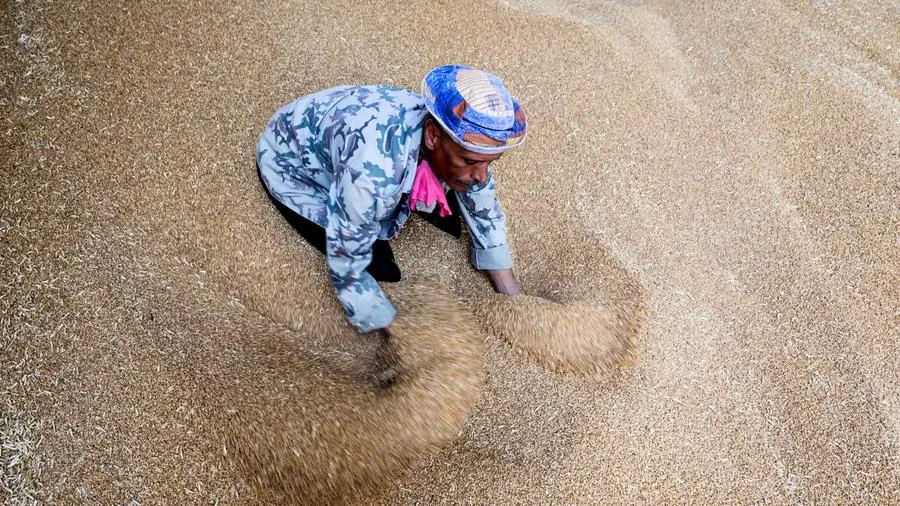 Egypt's Mostakbal Misr buys 500,000 tons wheat for Dec-Jan import