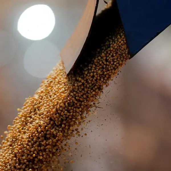 Wheat faces biggest weekly drop in eight months on higher inventories
