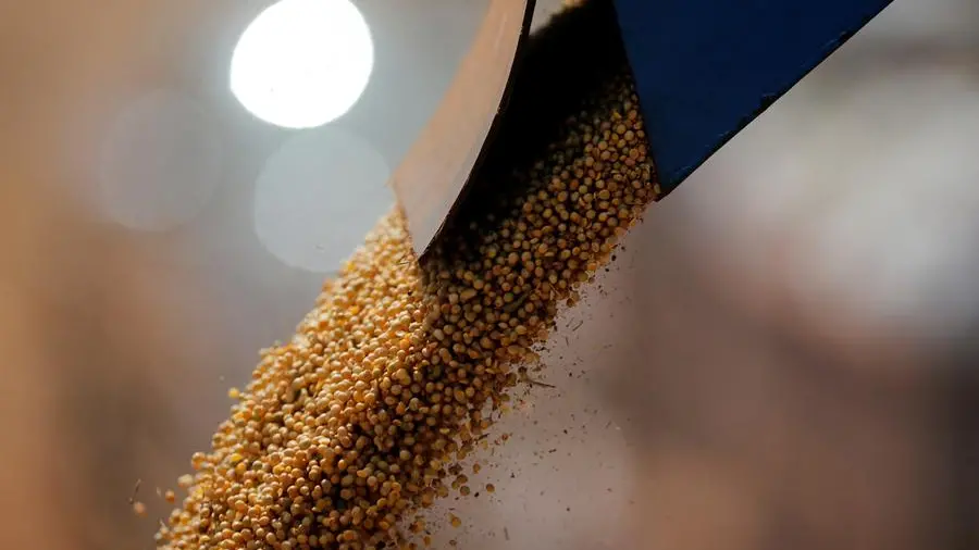 Chicago corn falls on favourable US weather, strong exports limit losses