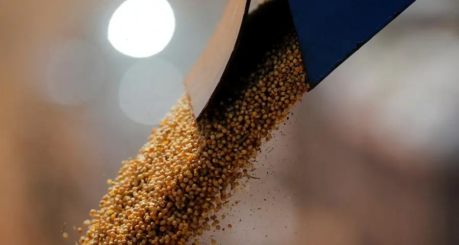 Chicago corn falls on favourable US weather, strong exports limit losses