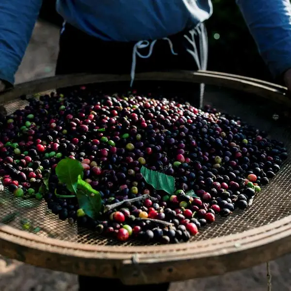 Why are coffee prices trading near half-century highs?