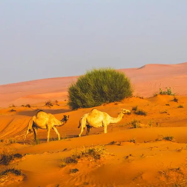 بتوجيهات حمدان بن زايد، هيئة البيئة – أبوظبي تعلن موسم رعي الإبل في الإمارة لعام 2026 بشكل استثنائي اعتباراً من 22 إبريل إلى 15 أكتوبر