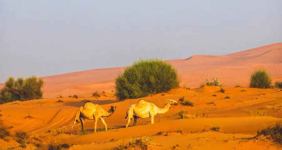 بتوجيهات حمدان بن زايد، هيئة البيئة – أبوظبي تعلن موسم رعي الإبل في الإمارة لعام 2026 بشكل استثنائي اعتباراً من 22 إبريل إلى 15 أكتوبر