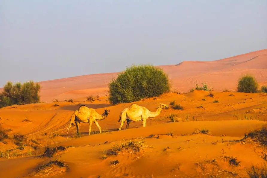 shutterstock/Shutterstock