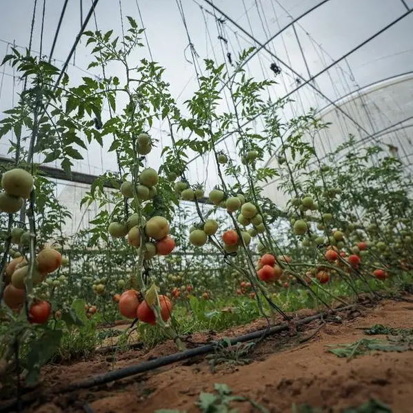 From humanitarian relief to environmental sustainability, TBHF builds livelihoods while protecting the planet