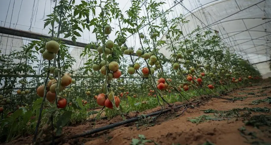 From humanitarian relief to environmental sustainability, TBHF builds livelihoods while protecting the planet