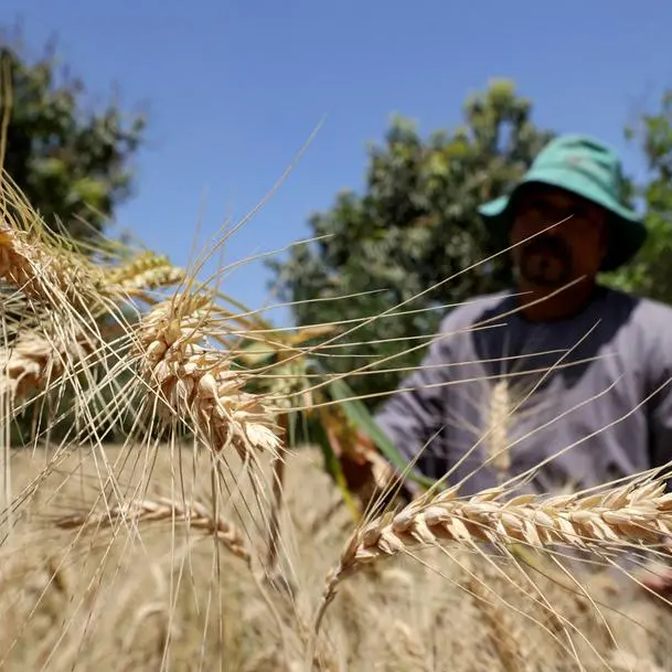 Egypt aims for self-sufficiency in wheat for subsidised bread in 2028, minister says