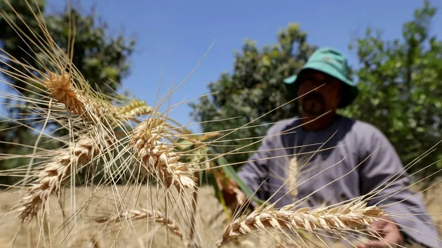 Egypt aims for self-sufficiency in wheat for subsidised bread in 2028, minister says