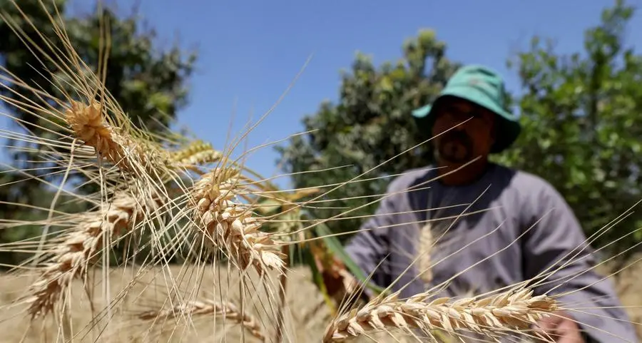 Egypt aims for self-sufficiency in wheat for subsidised bread in 2028, minister says