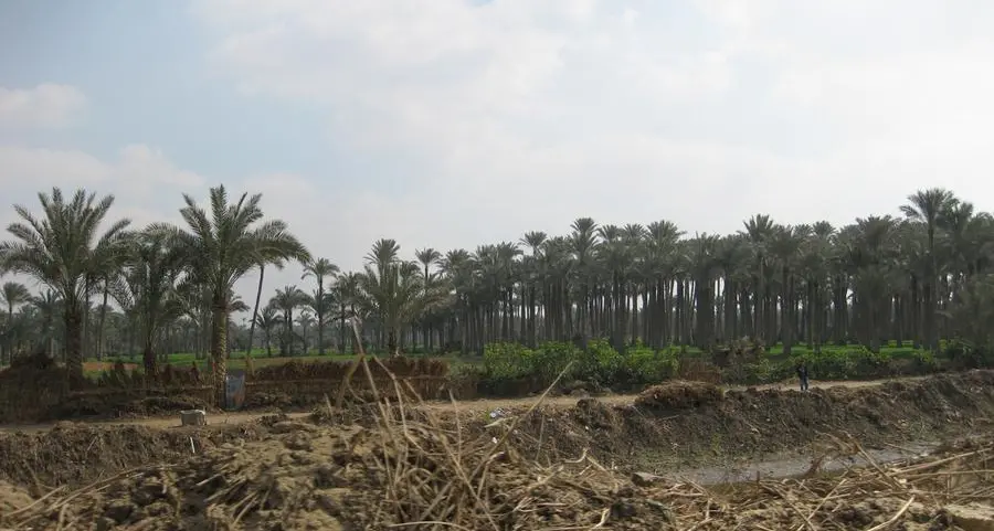 Egypt explores investment opportunities to turn palm waste into fuel and industrial wood in New Valley