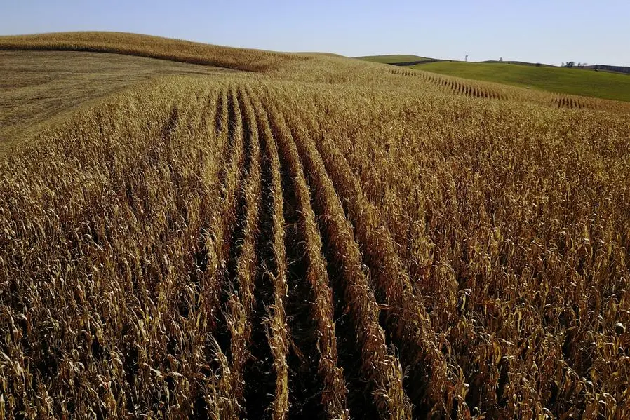 FILE PHOTO: The sun lights a corn field waiting to be harvested near Akron, Iowa, U.S., October 28, 2017. Picture taken October 28, 2017. REUTERS/Lucas Jackson. , Reuters