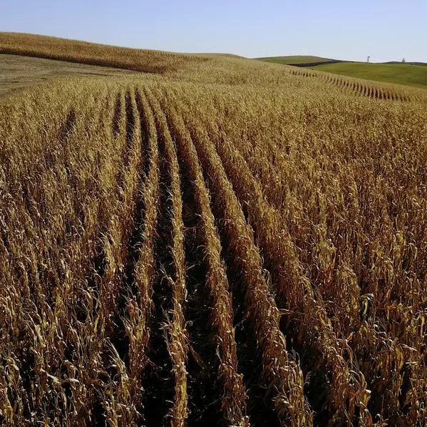 Chicago grains track crude oil lower on hopes of Mideast truce