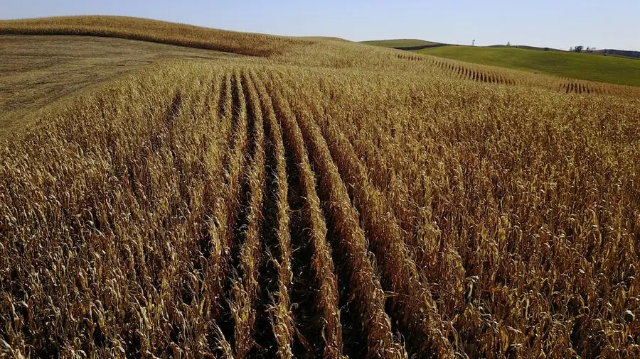 Chicago grains track crude oil lower on hopes of Mideast truce