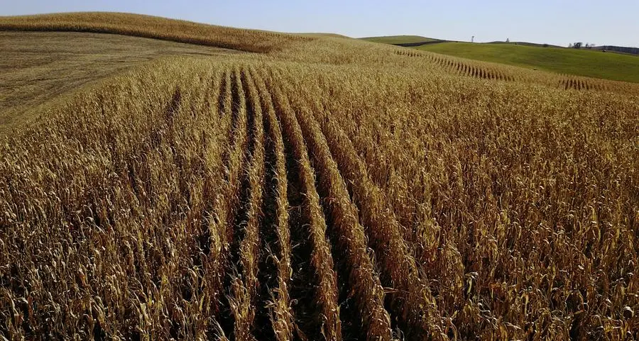 Chicago grains track crude oil lower on hopes of Mideast truce