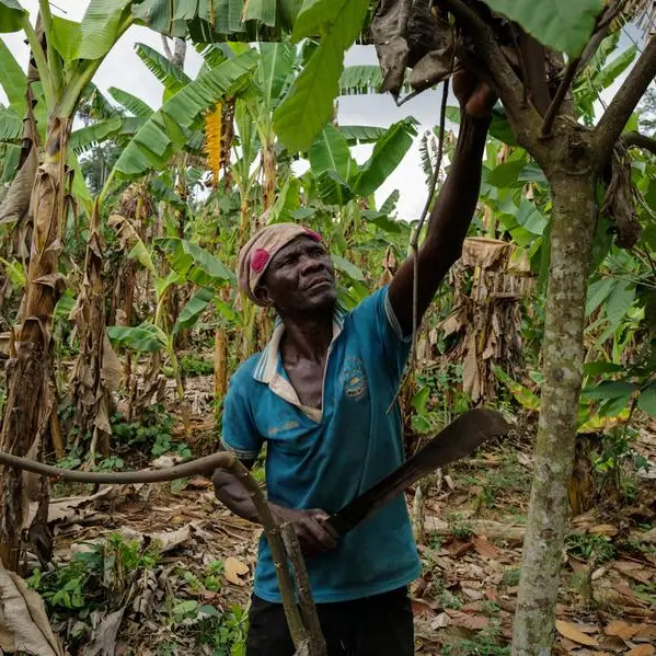 Ghana raises 2025/26 farmgate cocoa price by 12%, finance minister says