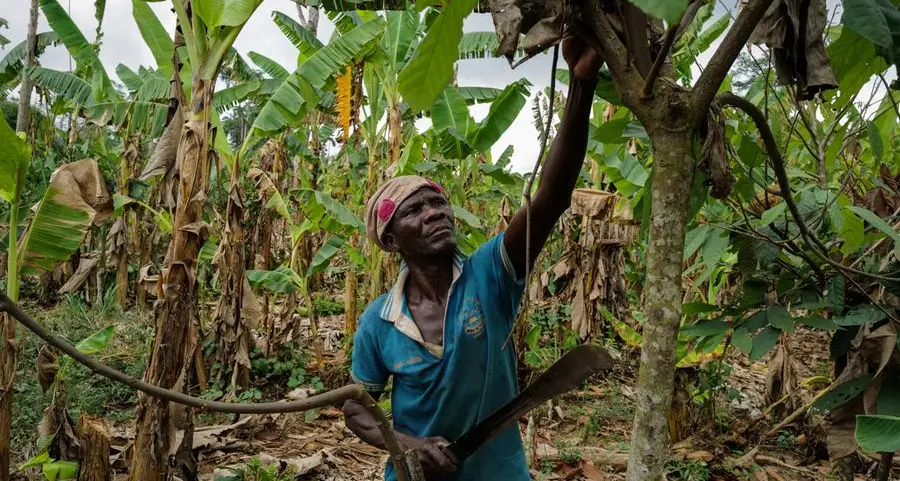 Ghana raises 2025/26 farmgate cocoa price by 12%, finance minister says