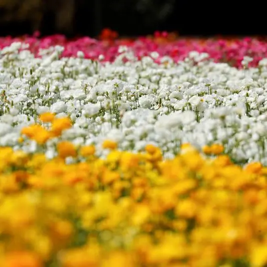 One million flowers from 20 countries bloom in Muscat Nights