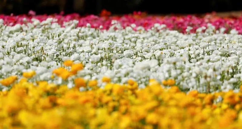 One million flowers from 20 countries bloom in Muscat Nights