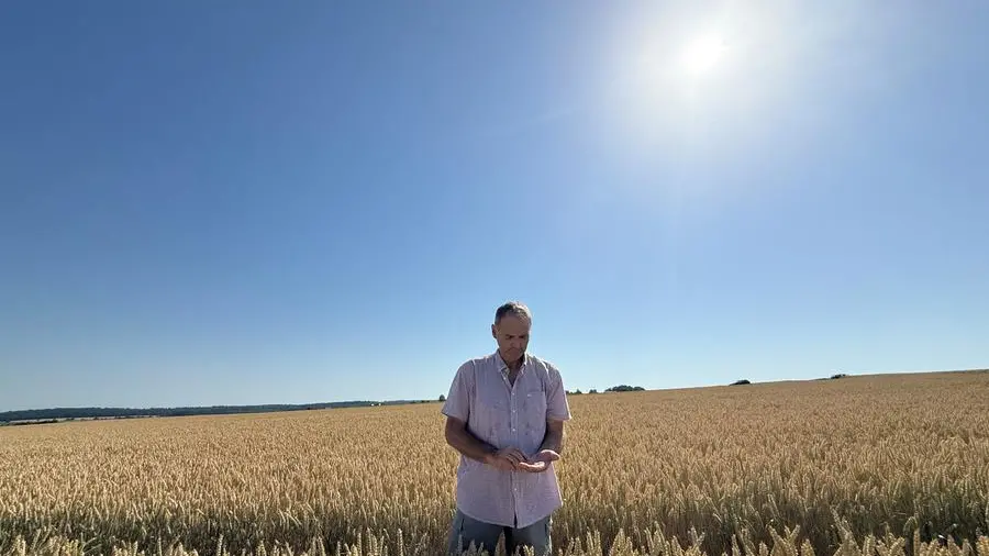 Chicago grains ease with weather and USDA data in focus