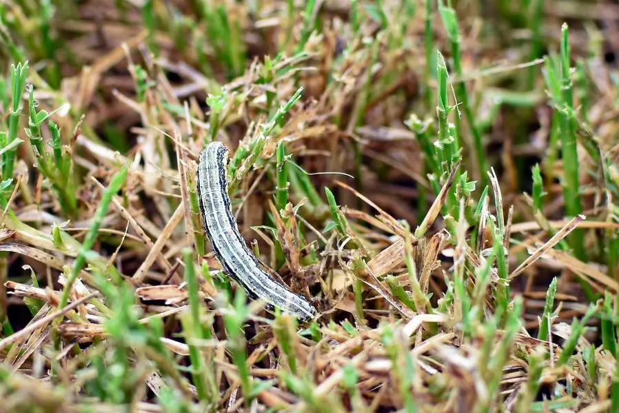 Nigeria: Collaboration of entomology departments to combat fall armyworm