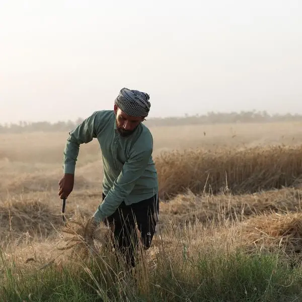 Chicago wheat heads for second weekly loss on favourable weather, harvest pressure