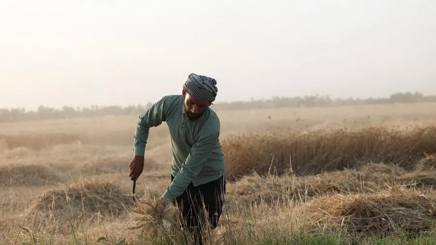 Chicago wheat heads for second weekly loss on favourable weather, harvest pressure