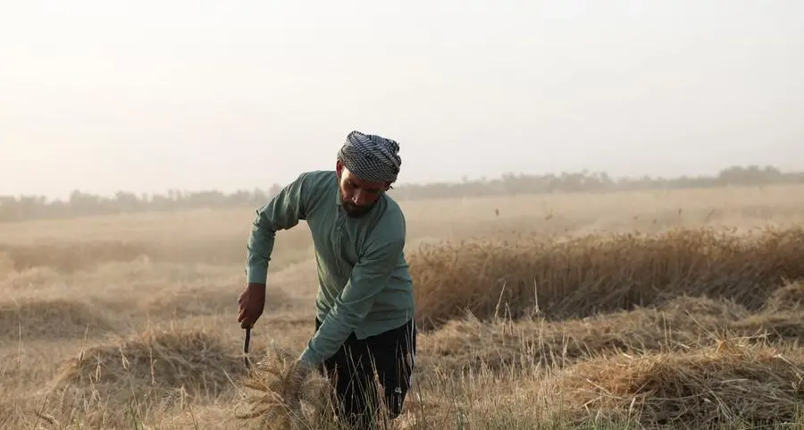 Chicago wheat heads for second weekly loss on favourable weather, harvest pressure