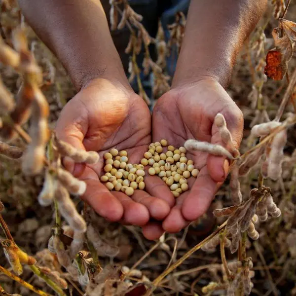 Chicago grain, oilseed futures fall on favourable US weather