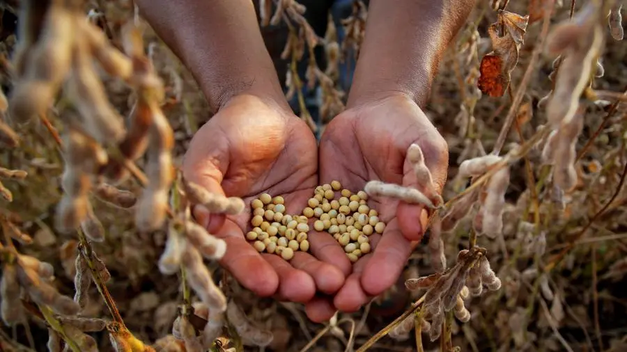 Soybeans rise on China demand hopes, higher oil prices support wheat
