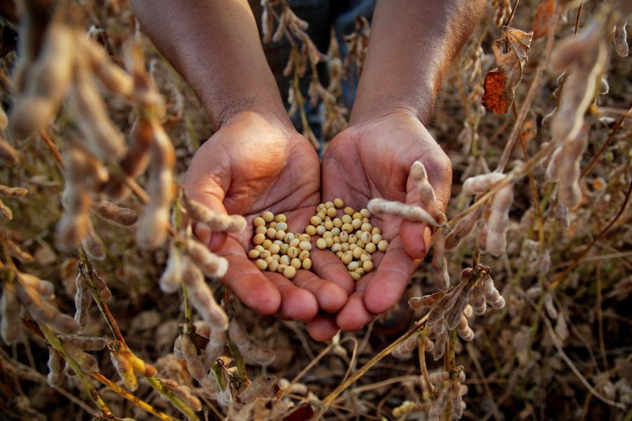 Chicago soy and corn fall, focus on Trump-Xi meeting