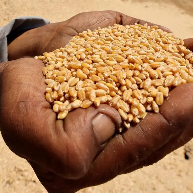 Wheat falls further to three-week low, corn and soybeans also down