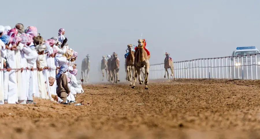 Barka hosts fourth race of Oman Camel Racing season