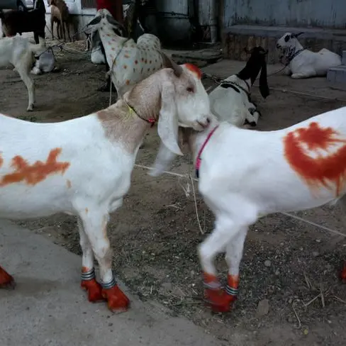 ADAFSA launches awareness campaign on safe slaughtering practices ahead of eid al-adha