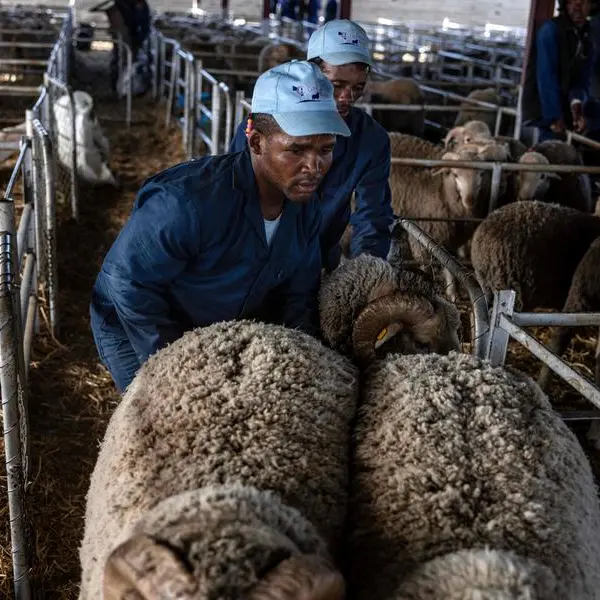 South Africa's livestock sector struggles, but recovery could be ahead