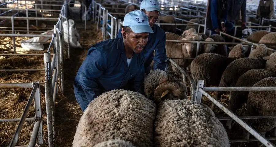 South Africa's livestock sector struggles, but recovery could be ahead