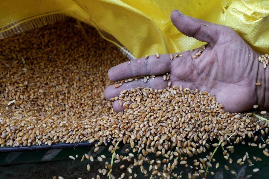 Egypt secures 4.7mln tons of local wheat in record procurement season