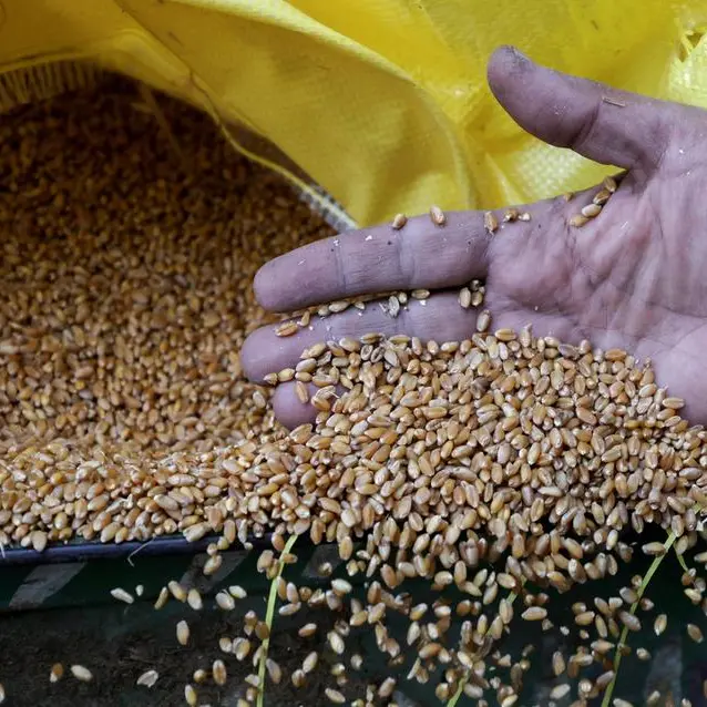 Egypt secures 4.7mln tons of local wheat in record procurement season