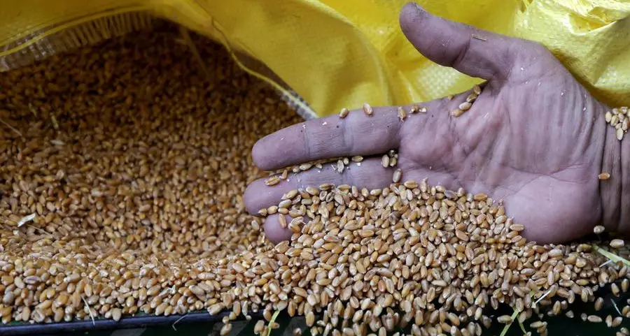 Egypt secures 4.7mln tons of local wheat in record procurement season