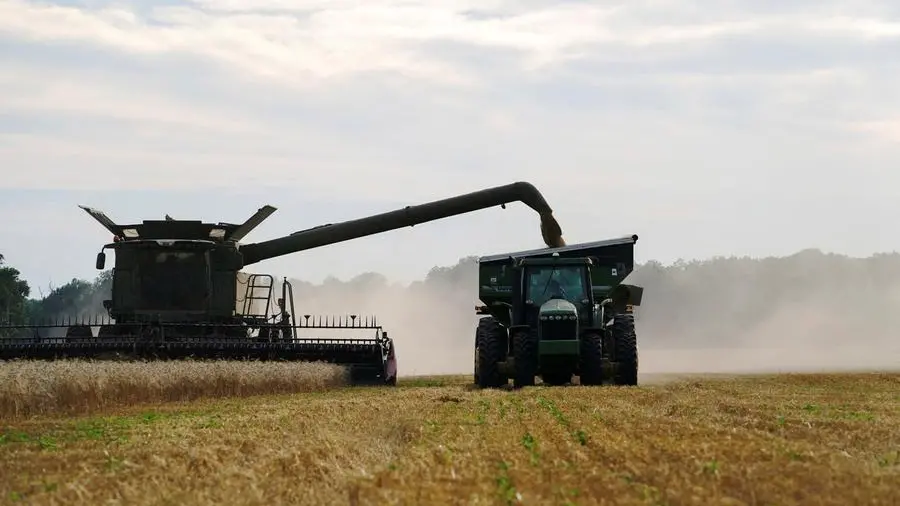 Chicago wheat slips as harvest pressure sets in; soybeans set for weekly gain