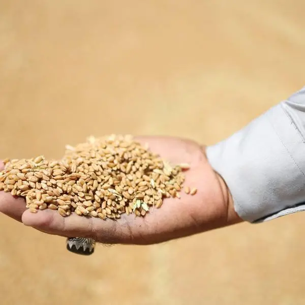 Jordan issues tender to buy up to 120,000 metric tons wheat, traders say