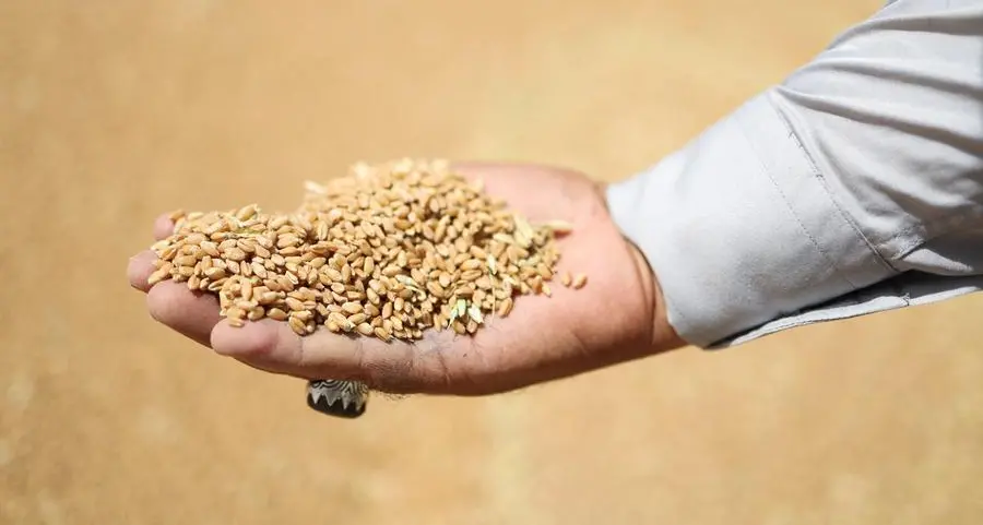 Jordan issues tender to buy up to 120,000 metric tons wheat, traders say
