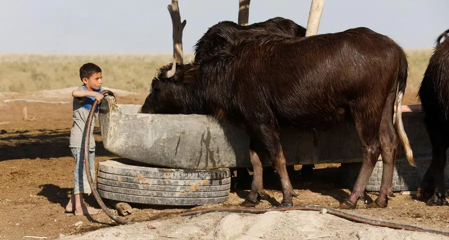 Droughts in Iraq endanger buffalo, and farmers' livelihoods