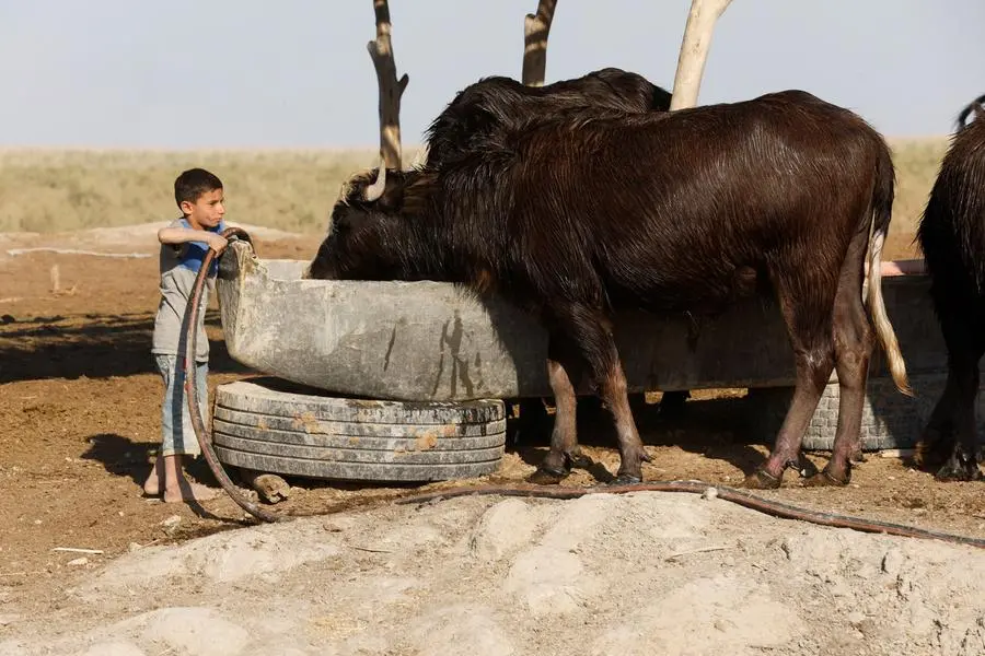 Droughts in Iraq endanger buffalo, and farmers' livelihoods