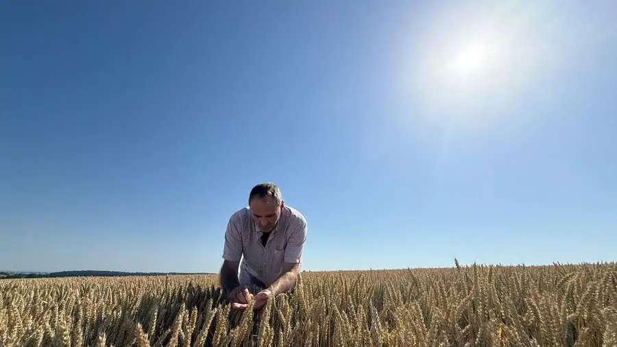 Chicago corn and wheat extend bounce after USDA data