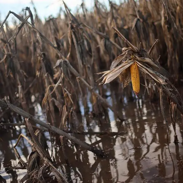 Wheat, corn prices ease as dollar strengthens