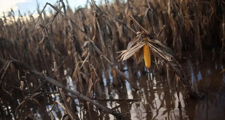 Wheat, corn prices ease as dollar strengthens