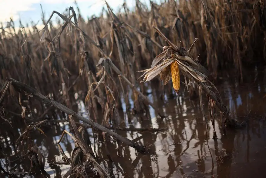 Corn plants affected by heavy storms are seen on a farm in San Antonio de Areco, in Buenos Aires province, Argentina May 21, 2025. REUTERS/Agustin Marcarian. , Reuters