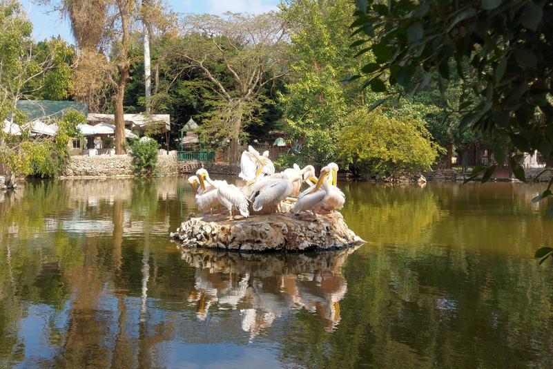 Giza Zoo, Orman Garden to reopen in September 2025 after major revamp