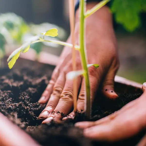 Bahrain: 13,000 young plants distributed