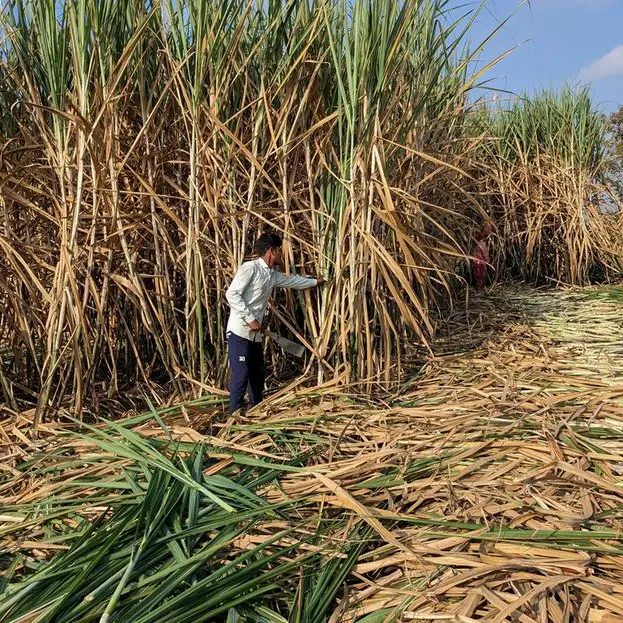 India's sugar output rises 48% y/y as more mills begin crushing